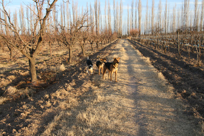 31 IMG_4128 Plums, grapes and the dogs. San Rafael Finca 2..jpg